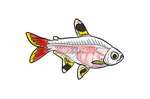 Bringing the Aquarium to the Canvas: The Xray Tetra Fish Illustration