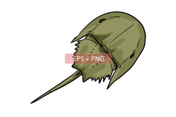 Capturing Ancient Charm: Horseshoe Crab Sea Animal Illustration for Modern Projects