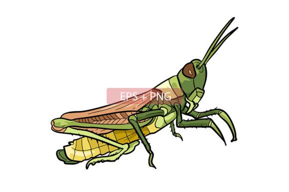 Grasshopper Insect Animal Illustration: A Designer's Guide