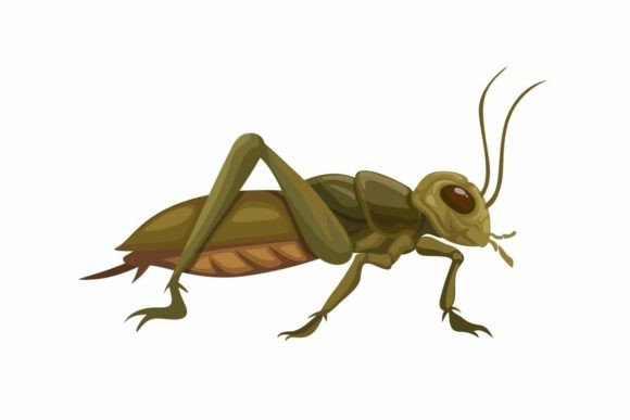The Chirping Charm of Cricket Insect Animal Species Cartoon